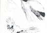 ink drawings and scientific illustration